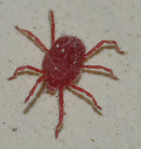 Erythraeidae: Balaustium?